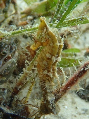 Hippocampus camelopardalis