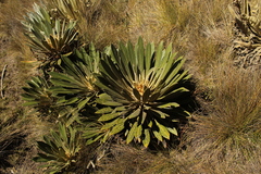 Espeletia guacharaca