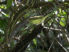 Vireo leucophrys