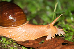 Megalobulimus popelairianus