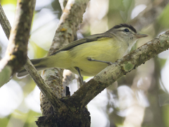 Vireo leucophrys