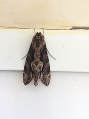 Erinnyis oenotrus