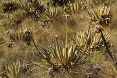 Espeletia congestiflora