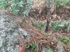 Scaphyglottis fasciculata