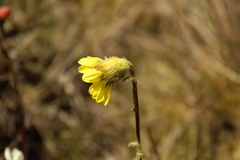 Senecio scapioides