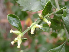 Baccharis glomeruliflora image