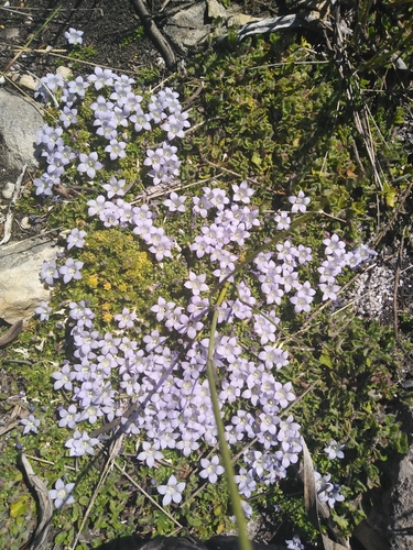 Image of Mossy Bell (Roella muscosa) by (c) James Rodger, some rights reserved (CC BY)