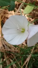 Convolvulus arvensis