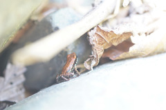 Epipedobates boulengeri