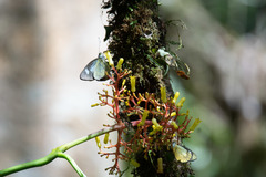 Leptophobia caesia