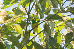 Chlorophonia flavirostris