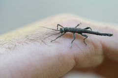 Paraprisopus