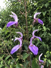 Brillantaisia owariensis