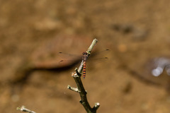 Elasmothemis cannacrioides