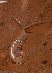 Niphargidae