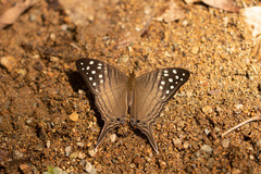 Marpesia merops