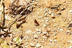 Marpesia merops