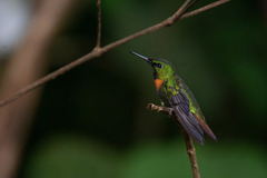 Heliodoxa aurescens