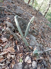Acanthocereus chiapensis
