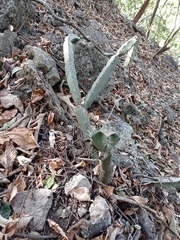 Acanthocereus chiapensis