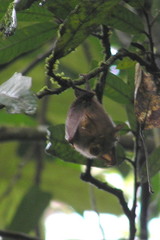 Rhinolophus trifoliatus