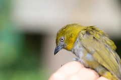 Chlorospingus flavigularis