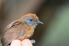 Thamnophilus unicolor