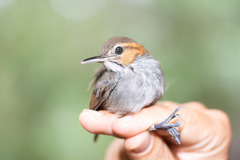 Microbates cinereiventris