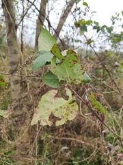 Rubus corchorifolius