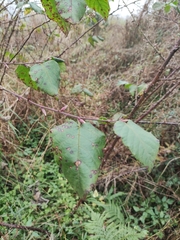 Rubus corchorifolius