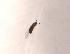 Collembola