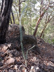 Acanthocereus chiapensis