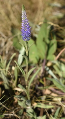Veronica steppacea