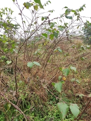 Rubus corchorifolius
