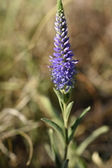 Veronica steppacea