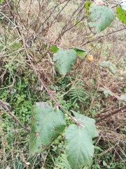 Rubus corchorifolius