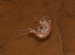 Niphargidae