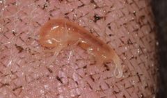 Niphargidae
