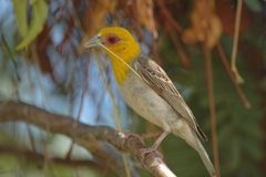 Ploceus sakalava