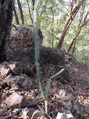 Acanthocereus chiapensis