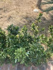 Bouvardia ternifolia