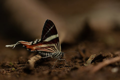 Erateina staudingeri