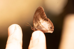 Pareuptychia binocula