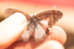 Pareuptychia binocula