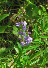 Lobelia gattingeri
