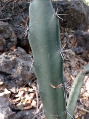 Acanthocereus chiapensis