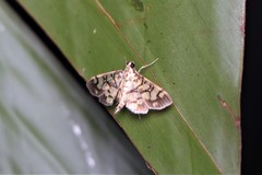 Lygropia distorta