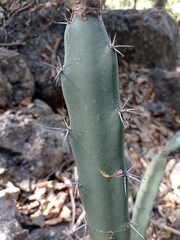 Acanthocereus chiapensis