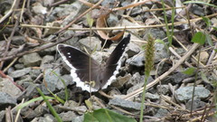 Hipparchia parisatis