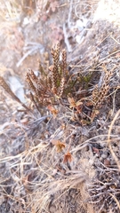 Cassiope fastigiata fastigiata